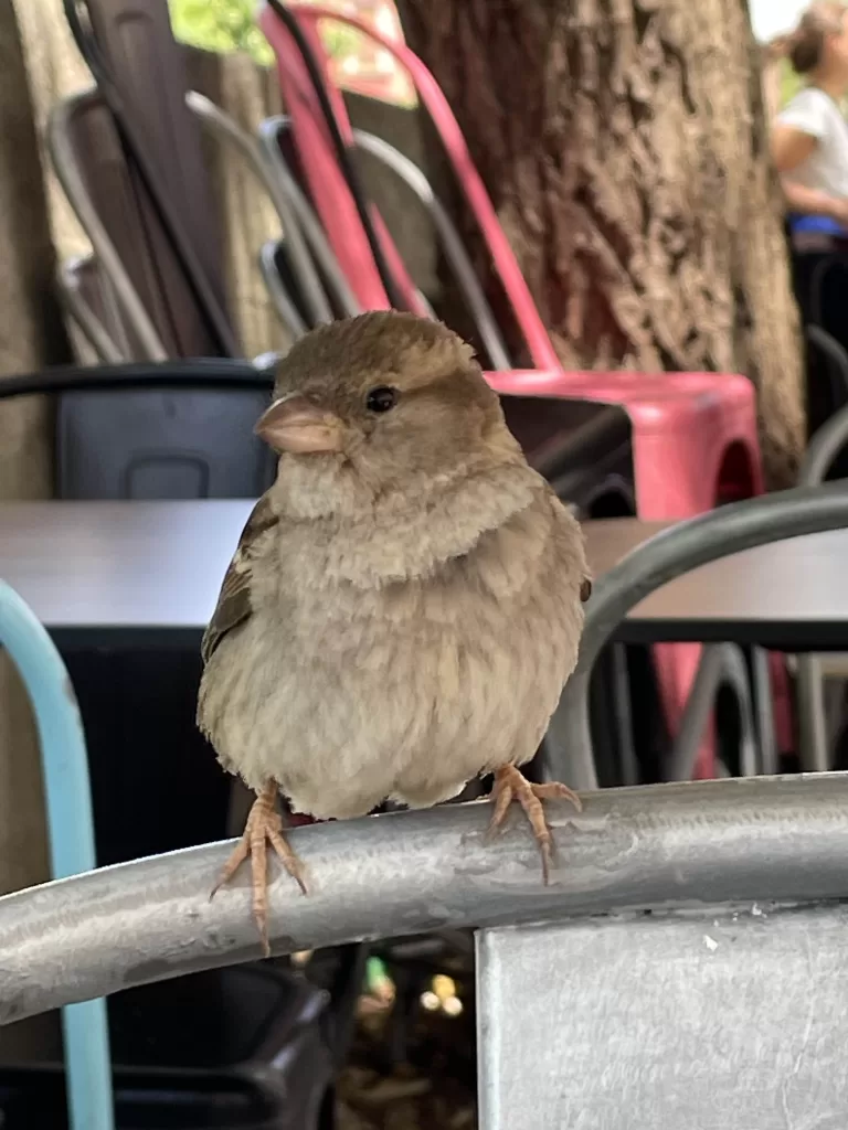 Tento fešák sa ku mne pridal, kým som si v Ľubľane čakajúc na autobus dal jedno pivko.